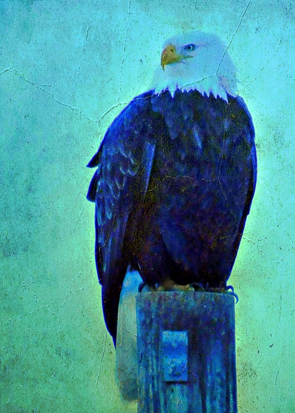 Old style Bald Eagle  by 151 West